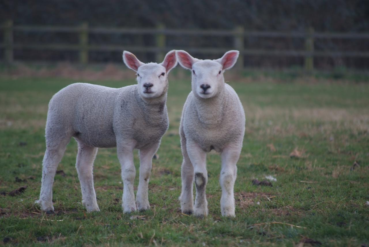 Woodhouse Farm Lodge Spalding Esterno foto